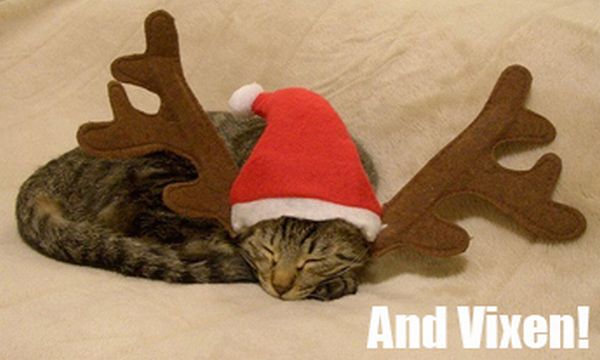 The Night Before Christmas, As Told By Cats (25 pics)