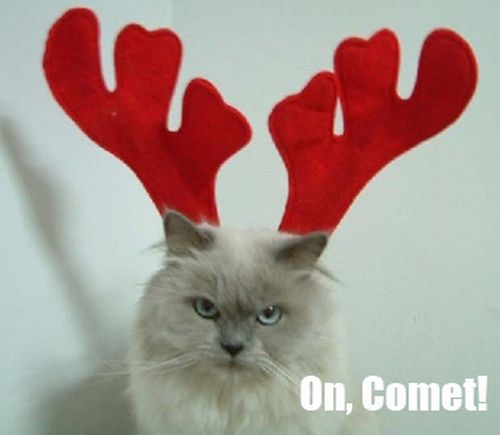 The Night Before Christmas, As Told By Cats (25 pics)