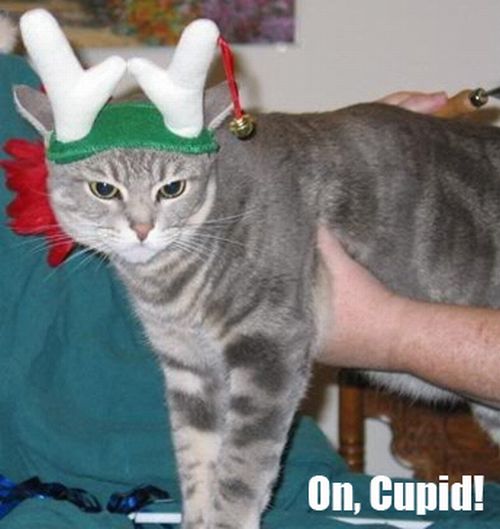 The Night Before Christmas, As Told By Cats (25 pics)