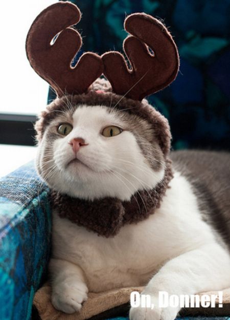The Night Before Christmas, As Told By Cats (25 pics)