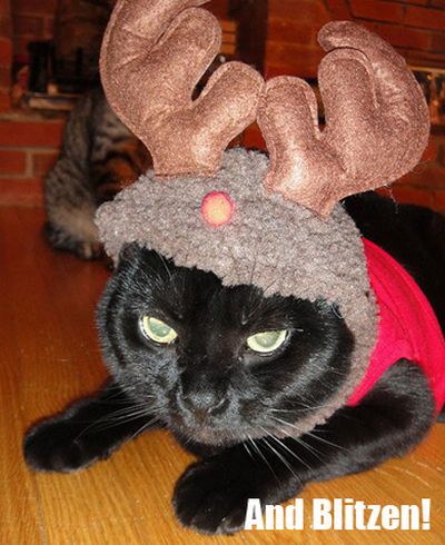 The Night Before Christmas, As Told By Cats (25 pics)