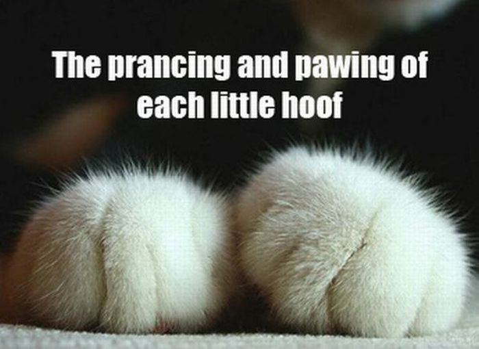 The Night Before Christmas, As Told By Cats (25 pics)