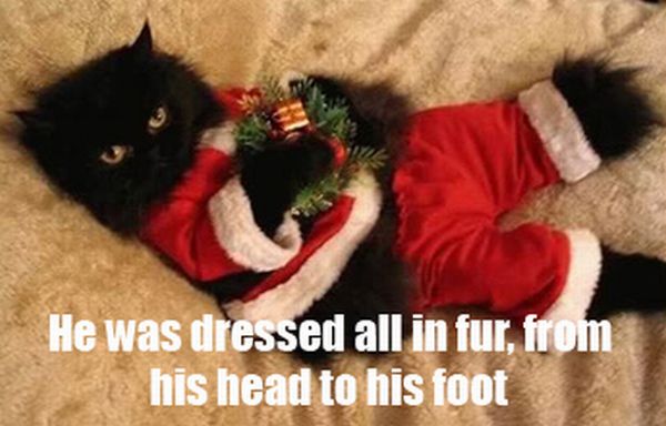 The Night Before Christmas, As Told By Cats (25 pics)
