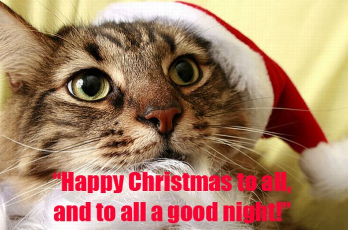 The Night Before Christmas, As Told By Cats (25 pics)