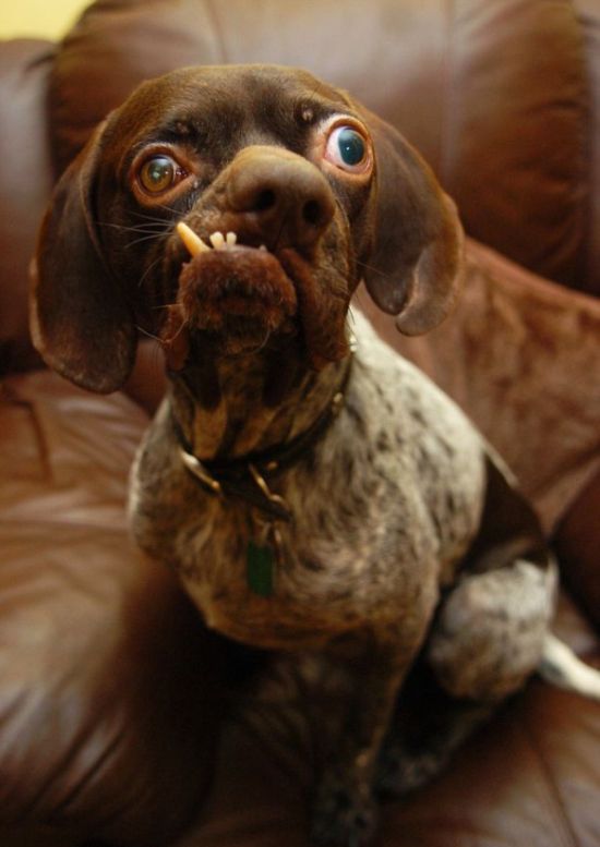 Britain's Ugliest Dog Found New Home (3 pics)