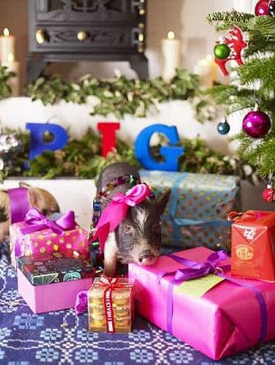 Micro Pigs and Christmas (11 pics)