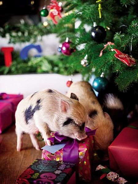 Micro Pigs and Christmas (11 pics)
