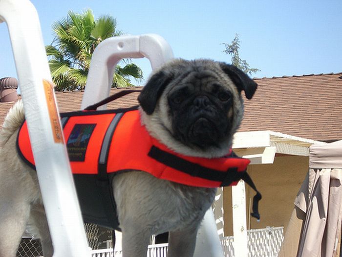 Pugs in Life Jackets (21 pics)