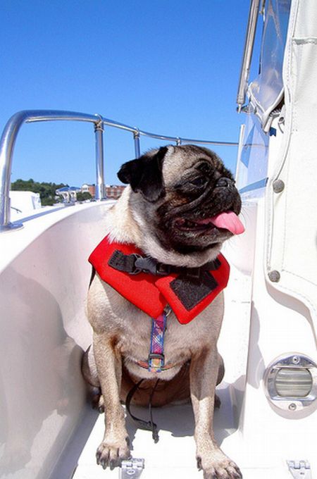 Pugs in Life Jackets (21 pics)
