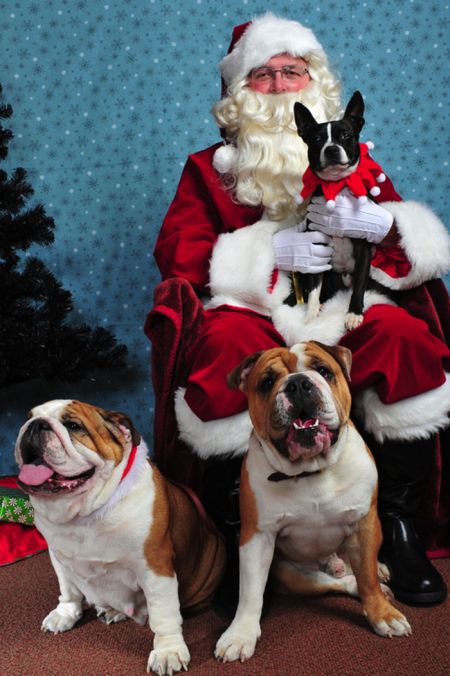 Santa with Bulldogs (25 pics)