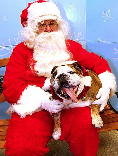 Santa with Bulldogs (25 pics)