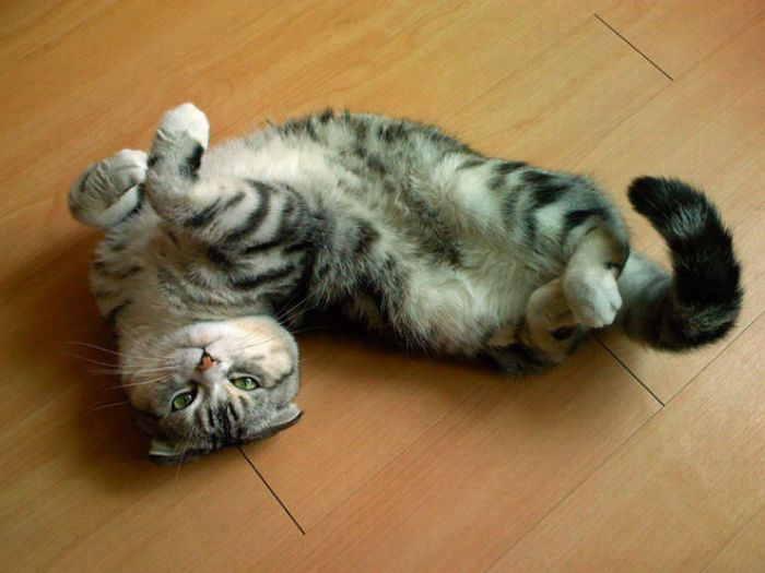 Cats in Awkward and Strange Positions (49 pics)