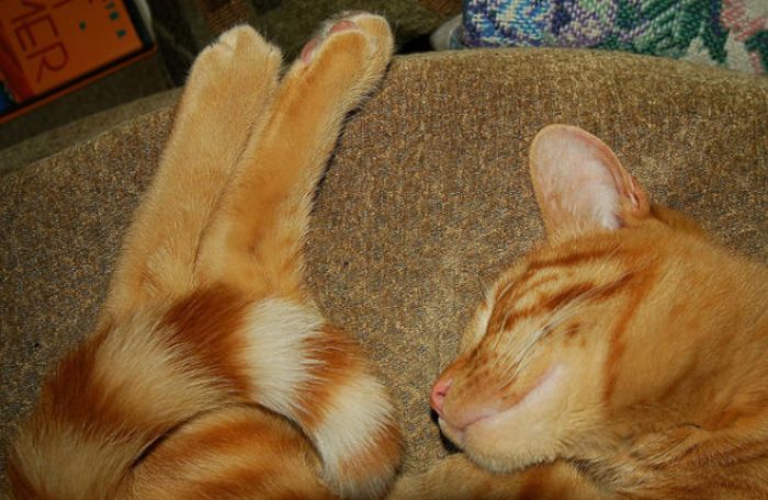 Cats in Awkward and Strange Positions (49 pics)