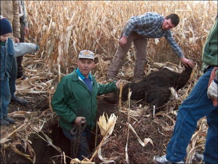 Harvester vs Bear (3 pics)