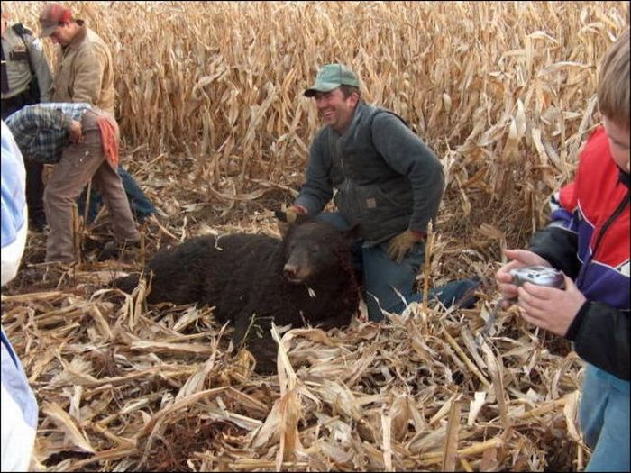 Harvester vs Bear (3 pics)