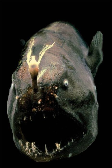 The Ugliest and Scariest Fishes (21 pics)