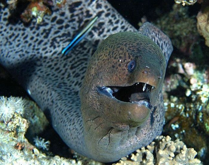 The Ugliest and Scariest Fishes (21 pics)
