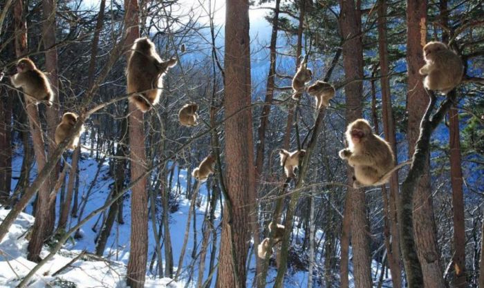 Acid Picdump (100 pics)