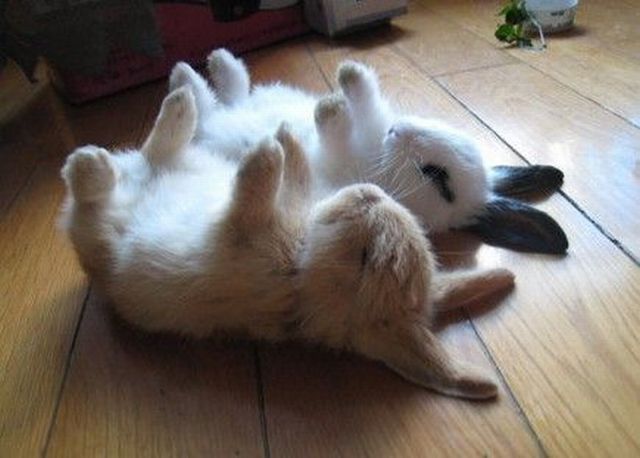 Acid Picdump (100 pics)