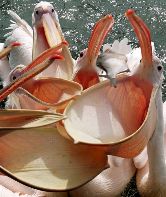 Acid Picdump (100 pics)