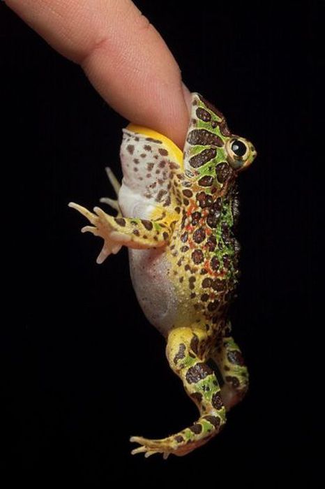 Acid Picdump (100 pics)