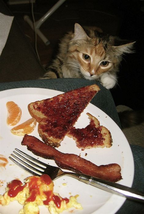 Cats and Bacon (23 pics)