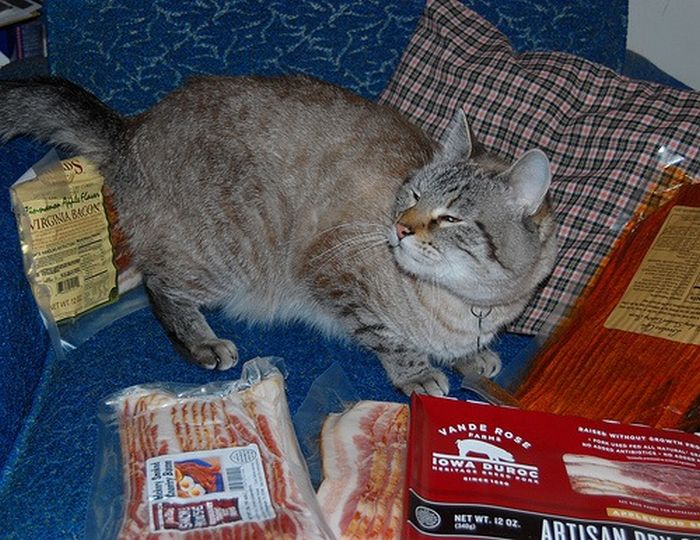 Cats and Bacon (23 pics)