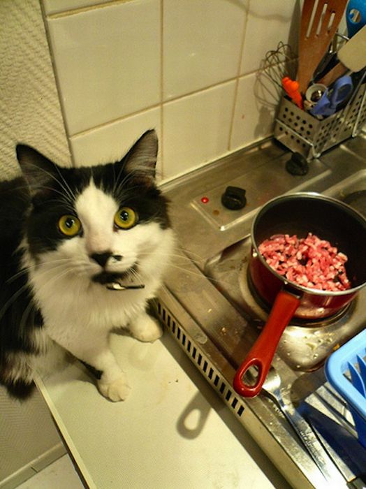 Cats and Bacon (23 pics)