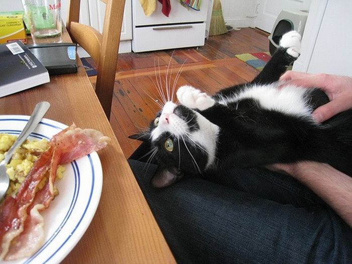 Cats and Bacon (23 pics)