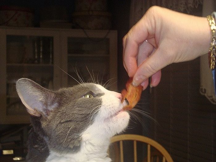 Cats and Bacon (23 pics)