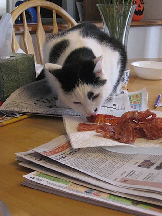 Cats and Bacon (23 pics)