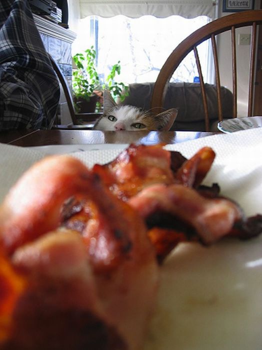 Cats and Bacon (23 pics)