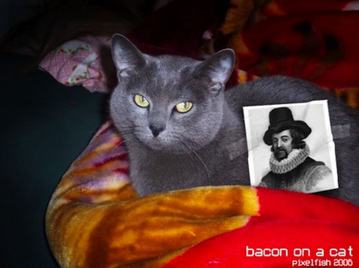 Cats and Bacon (23 pics)