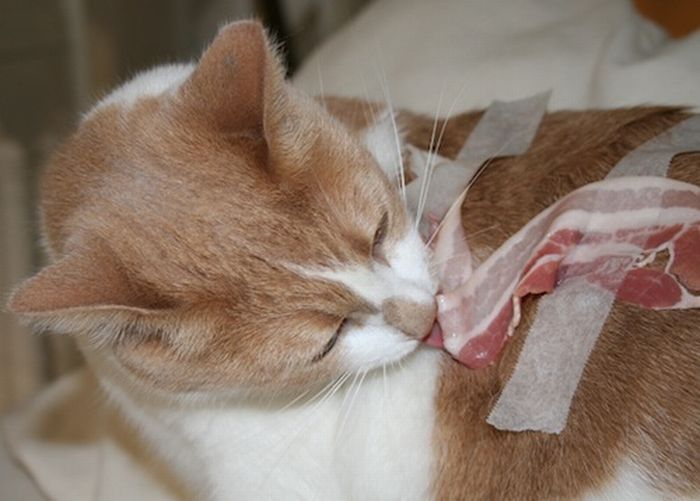 Cats and Bacon (23 pics)