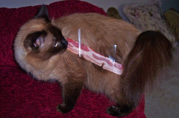 Cats and Bacon (23 pics)