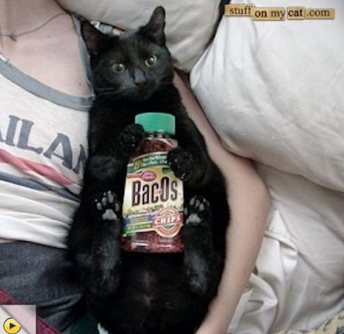 Cats and Bacon (23 pics)