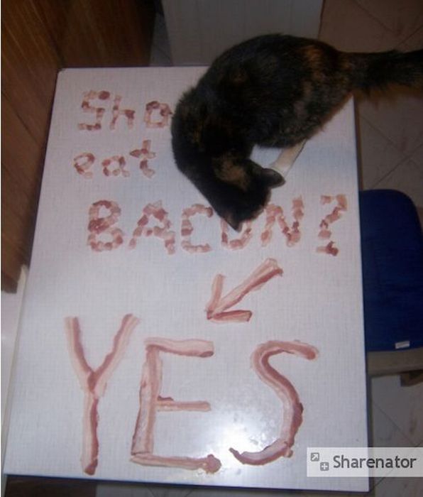 Cats and Bacon (23 pics)