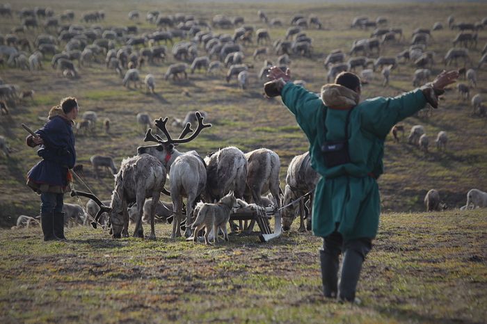 Siberian Deer Herders (41 pics)