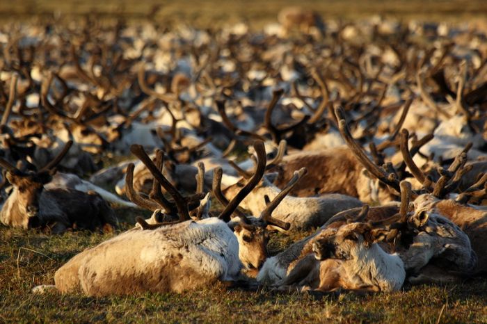 Siberian Deer Herders (41 pics)