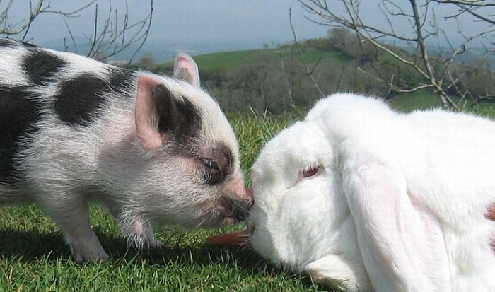 So Cute. Micro-Pig and a Rabbit (4 pics)