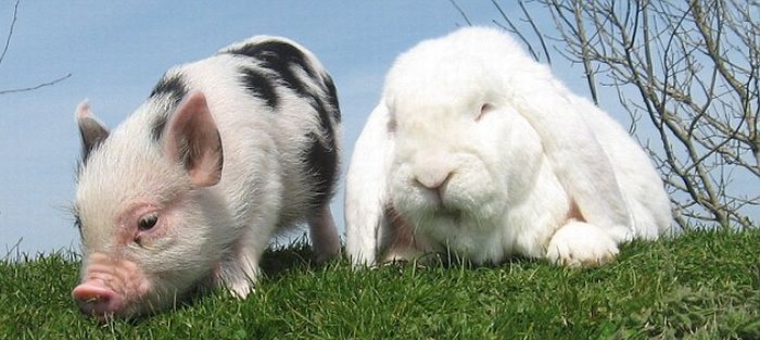 So Cute. Micro-Pig and a Rabbit (4 pics)