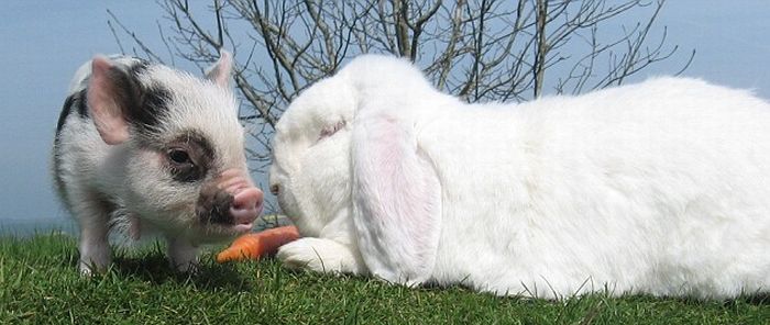 So Cute. Micro-Pig and a Rabbit (4 pics)
