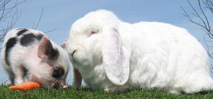 So Cute. Micro-Pig and a Rabbit (4 pics)