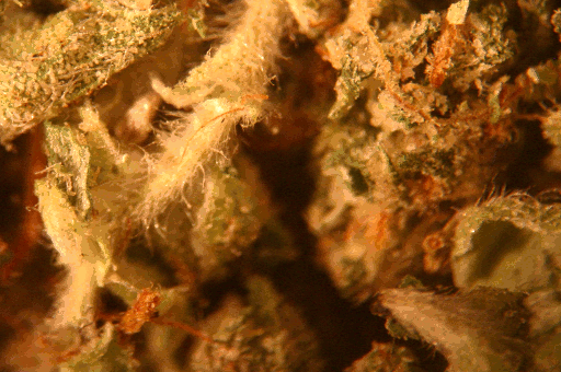Marijuana Burning Under a Microscope (1 gif)