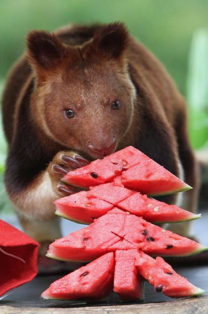 Acid Picdump (147 pics)