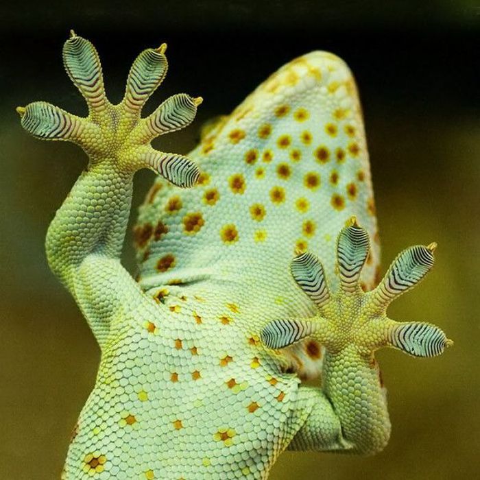 Acid Picdump (147 pics)