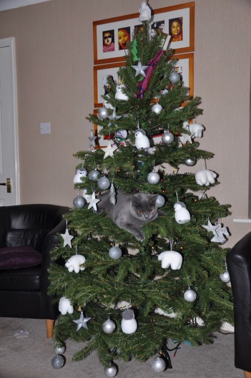 Cats in Christmas Trees (20 pics)
