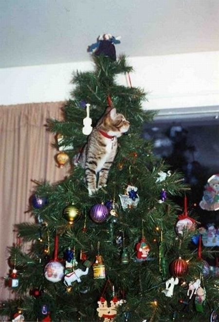 Cats in Christmas Trees (20 pics)