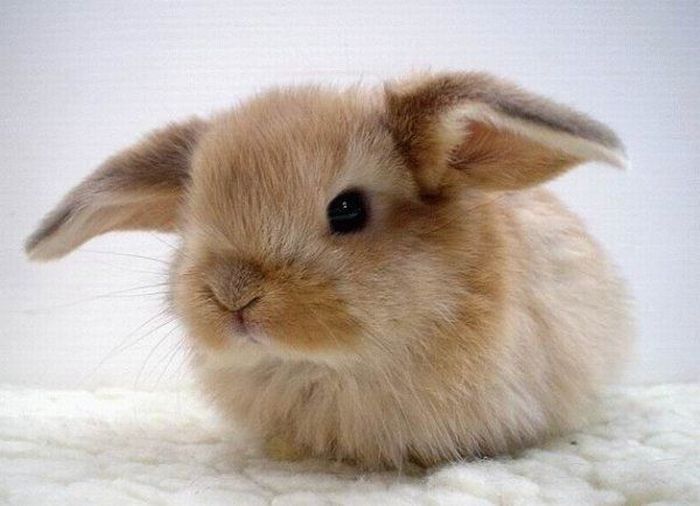Cute Rabbits (40 pics)