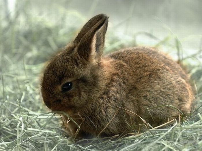 Cute Rabbits (40 pics)